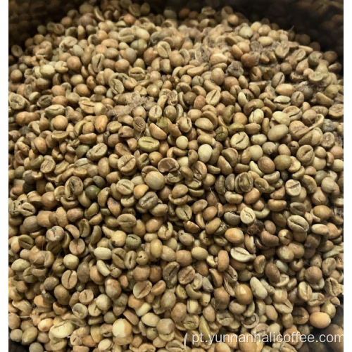 Feijão Verde Hali Robusta